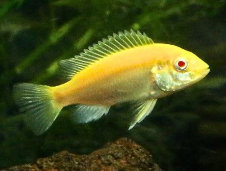 Albino Electric Yellow