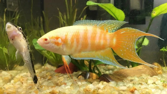 Albino Paradise Fish