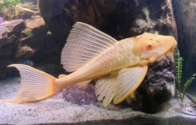 Albino Sailfin Plecostomus