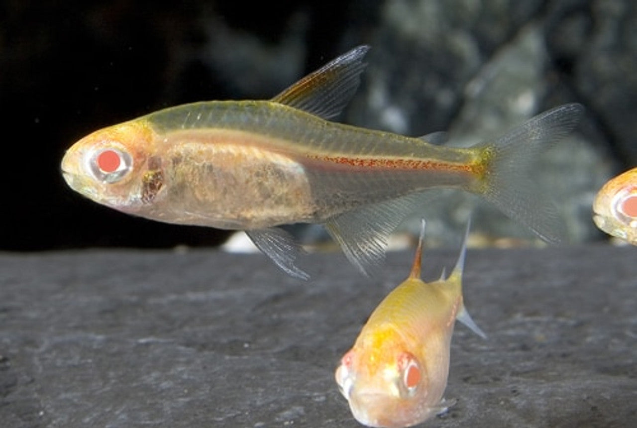 Albino Glowlight Tetra