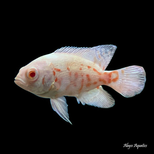 Albino Tiger Oscar