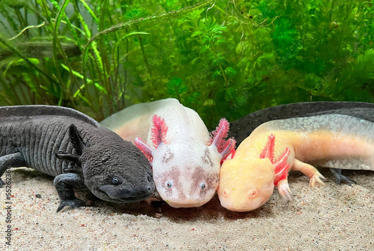 Assorted Axolotl