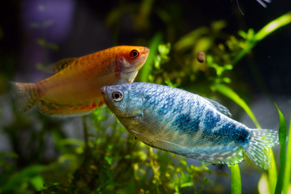 Assorted Gourami