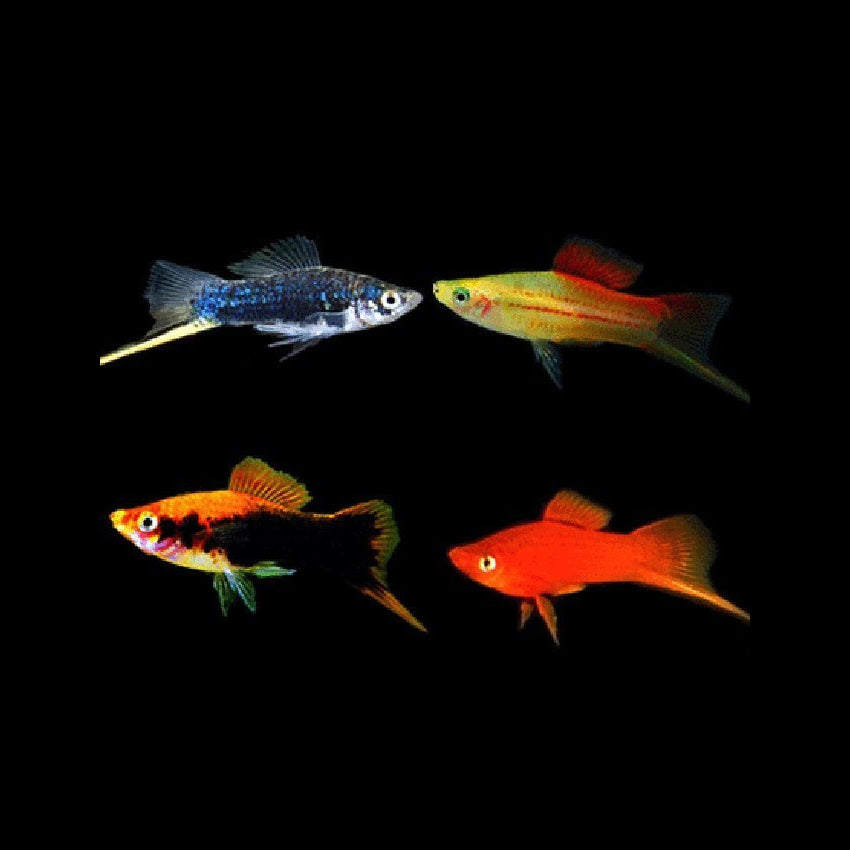 Assorted Swordtail