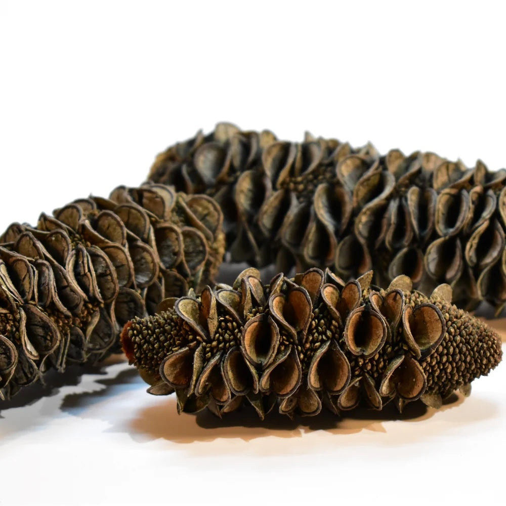 Banksia Cones (pack of 10)