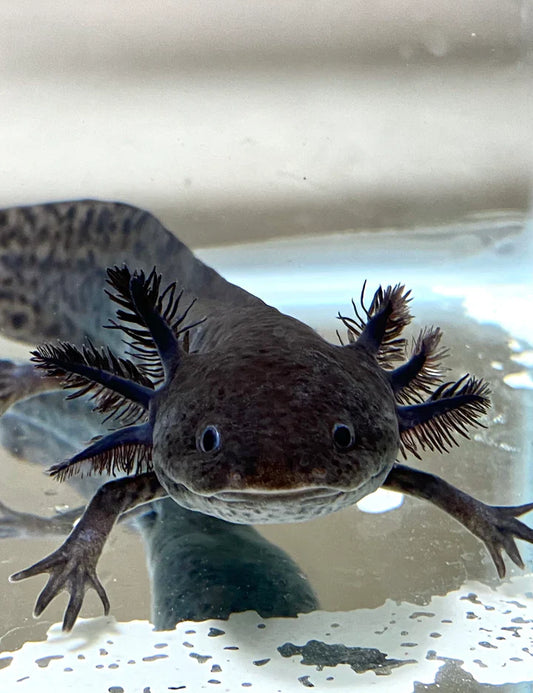 Black Axolotl