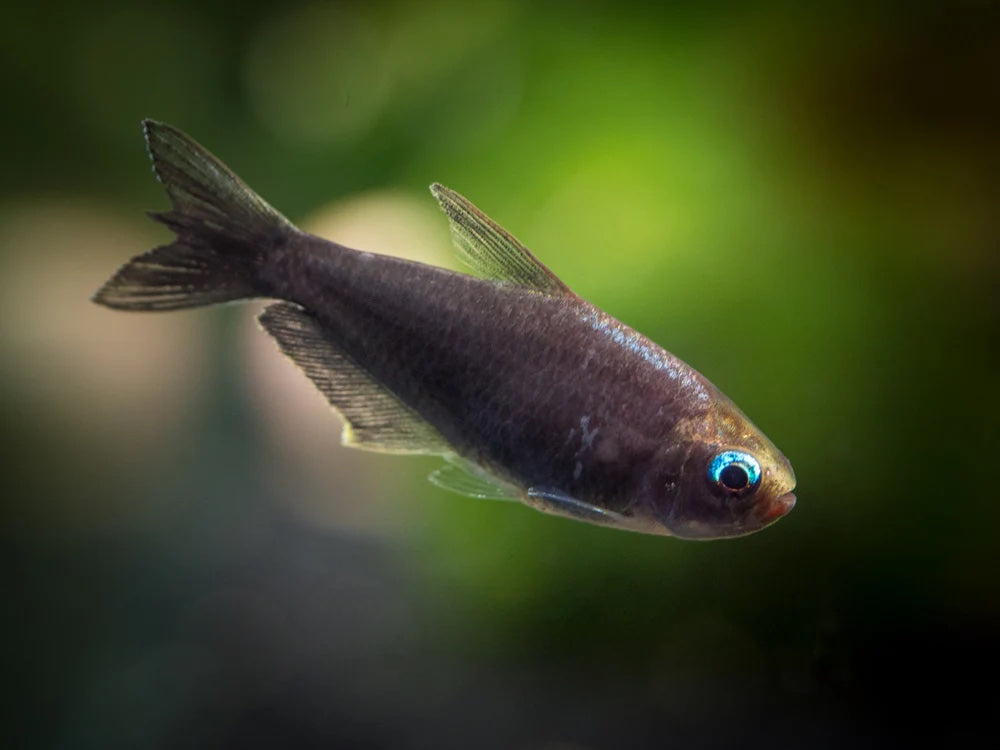 Black Emperor Tetra