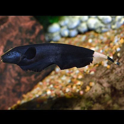 Black Ghost Knifefish