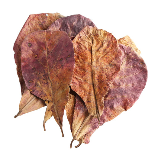 Catappa Leaves (Indian Almond Leaf)