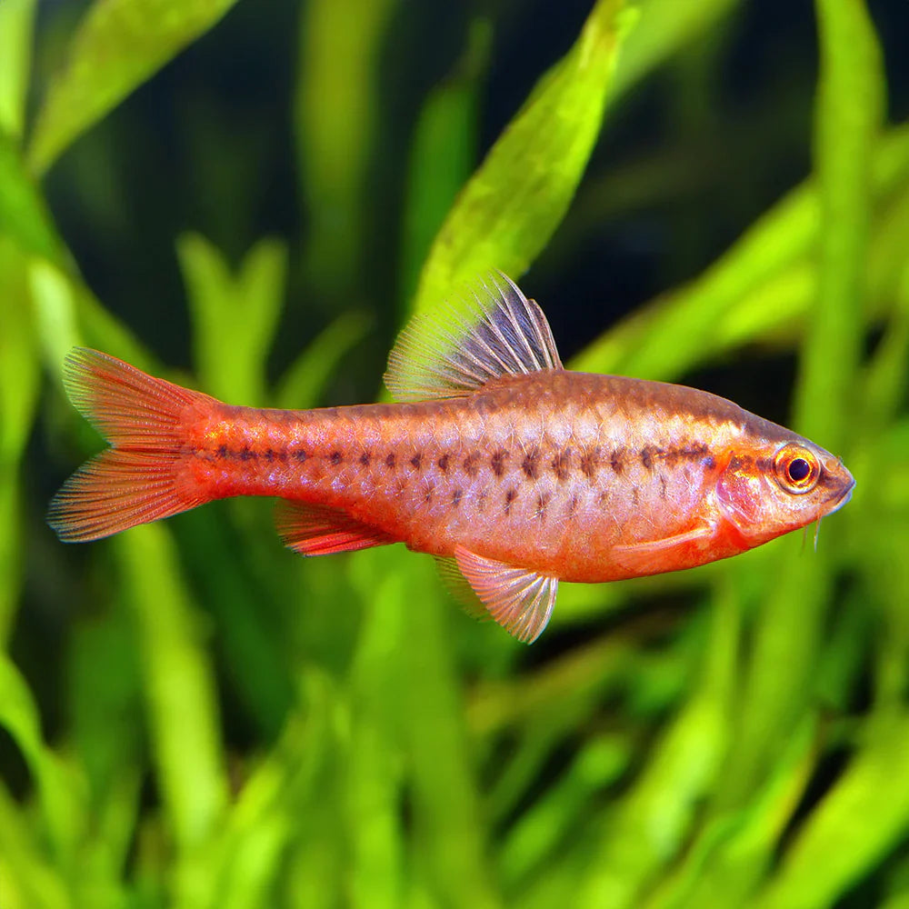 Cherry Barb