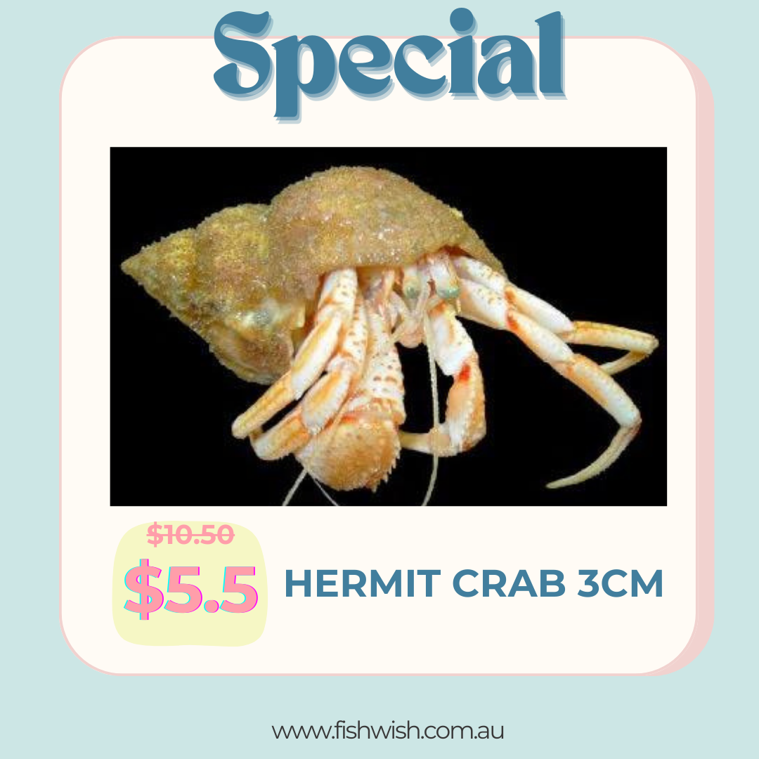 Hermit Crab 3cm