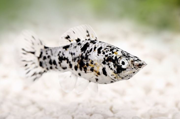 Dalmatian Molly