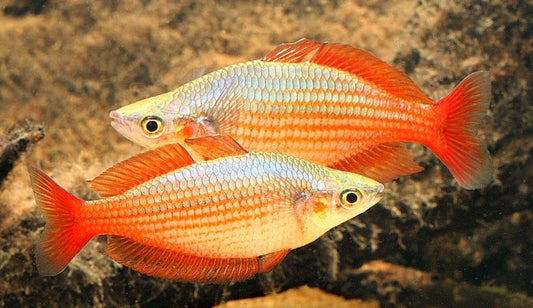 Mel. Splendida Rainbow (Eastern Rainbow fish)