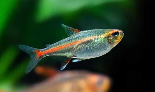 Glowlight Tetra