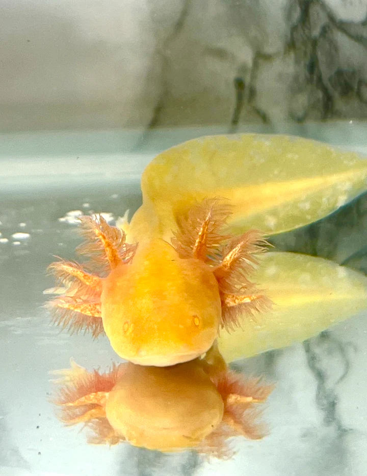 Gold Axolotl