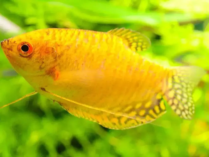 Gold Gourami