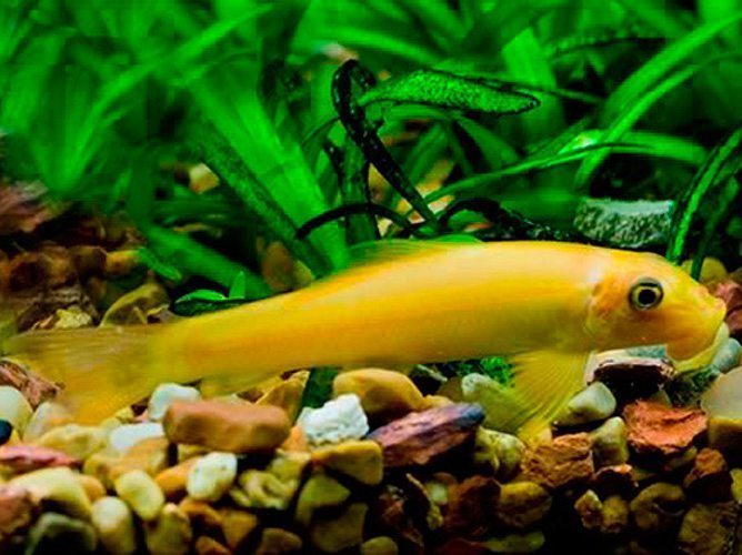 Gold Sucking Catfish