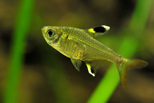 Golden Pristella Tetra