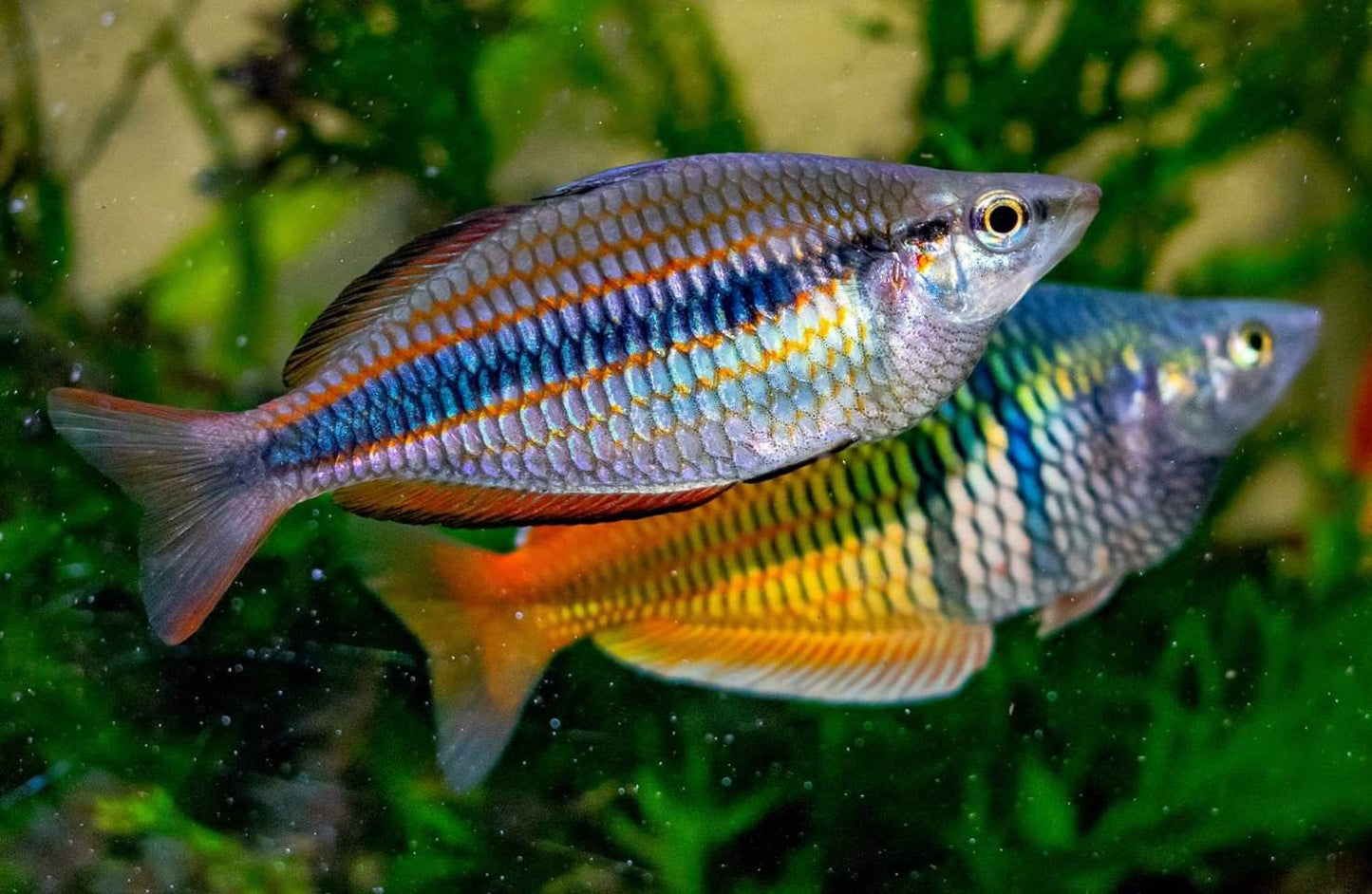 Goyder River Rainbow