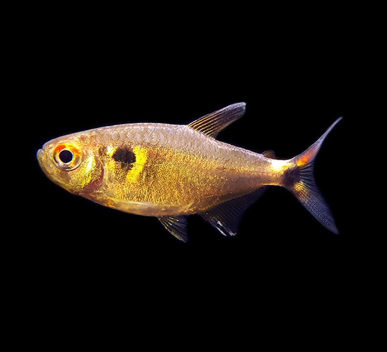 Head & Tail Light Tetra