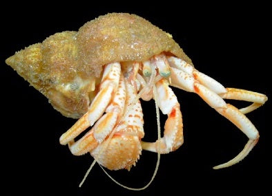 Hermit Crab 3cm