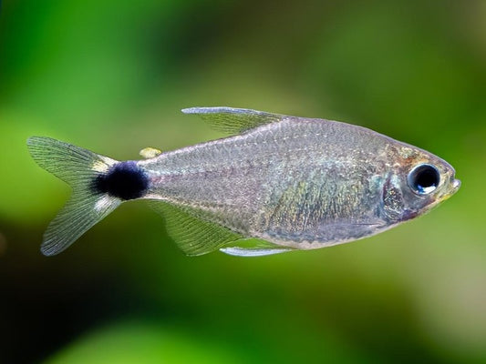 Hyphess Elachys (Veilfin) Tetra