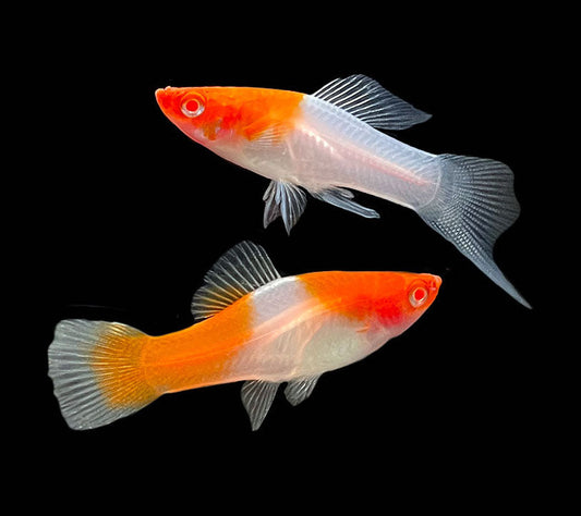 Red & White Swordtail (Kohaku)