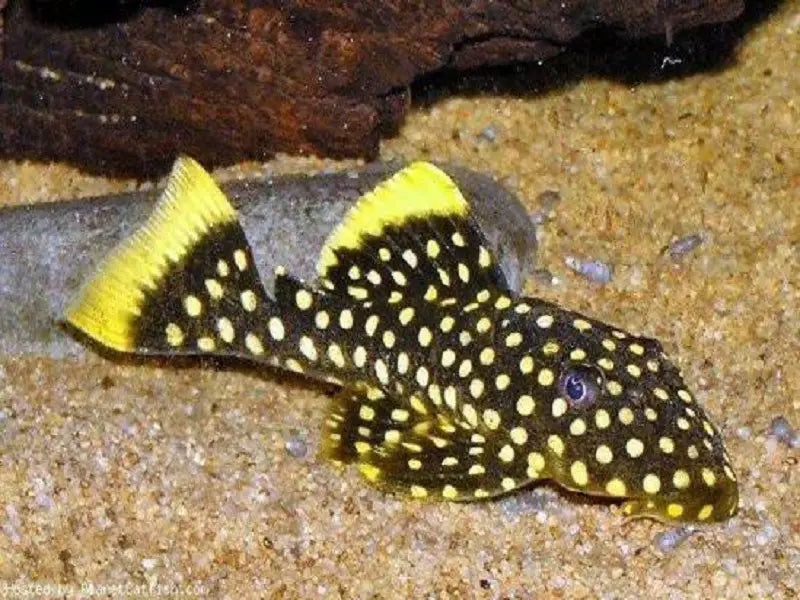 (L001/022) Gold Spot Plecostomus