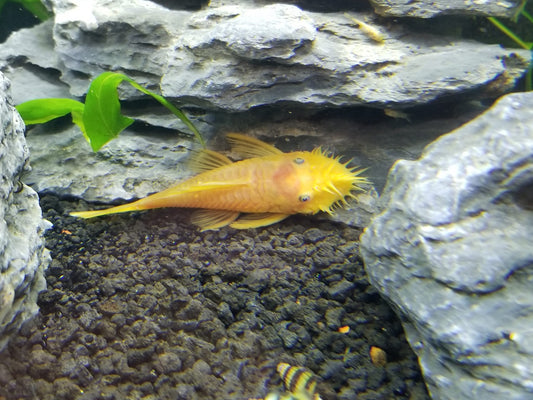 (L144) Blue Eyed Lemon Plecostomus