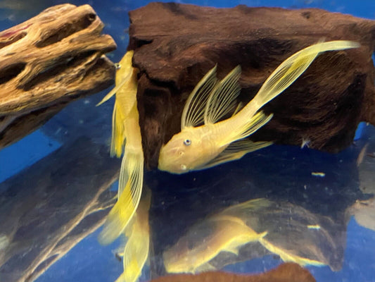 (L144) Blue Eyed Lemon Plecostomus Longfin