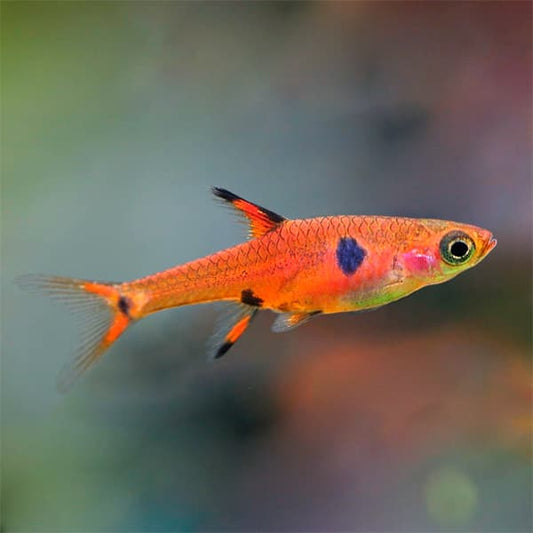 Maculata Rasbora