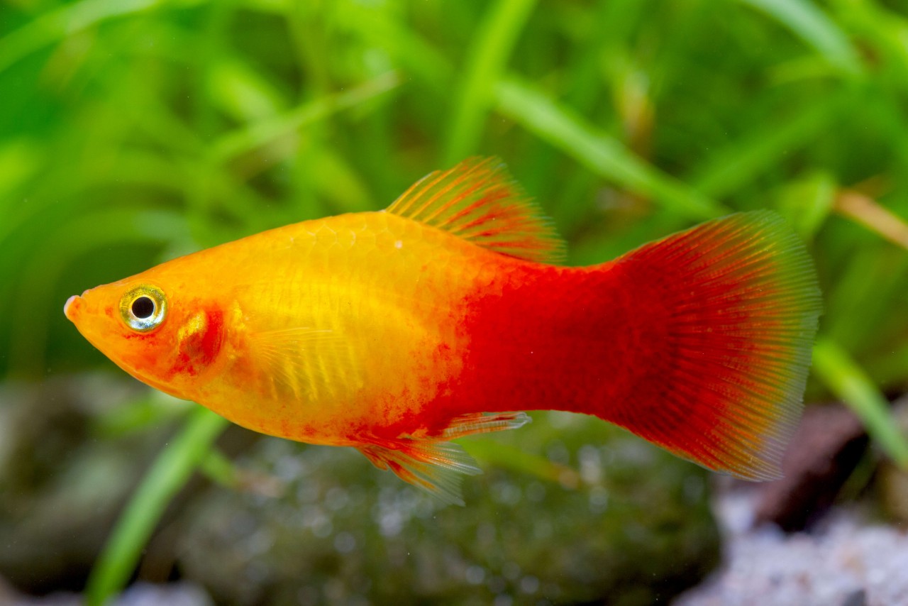 Marigold Platy