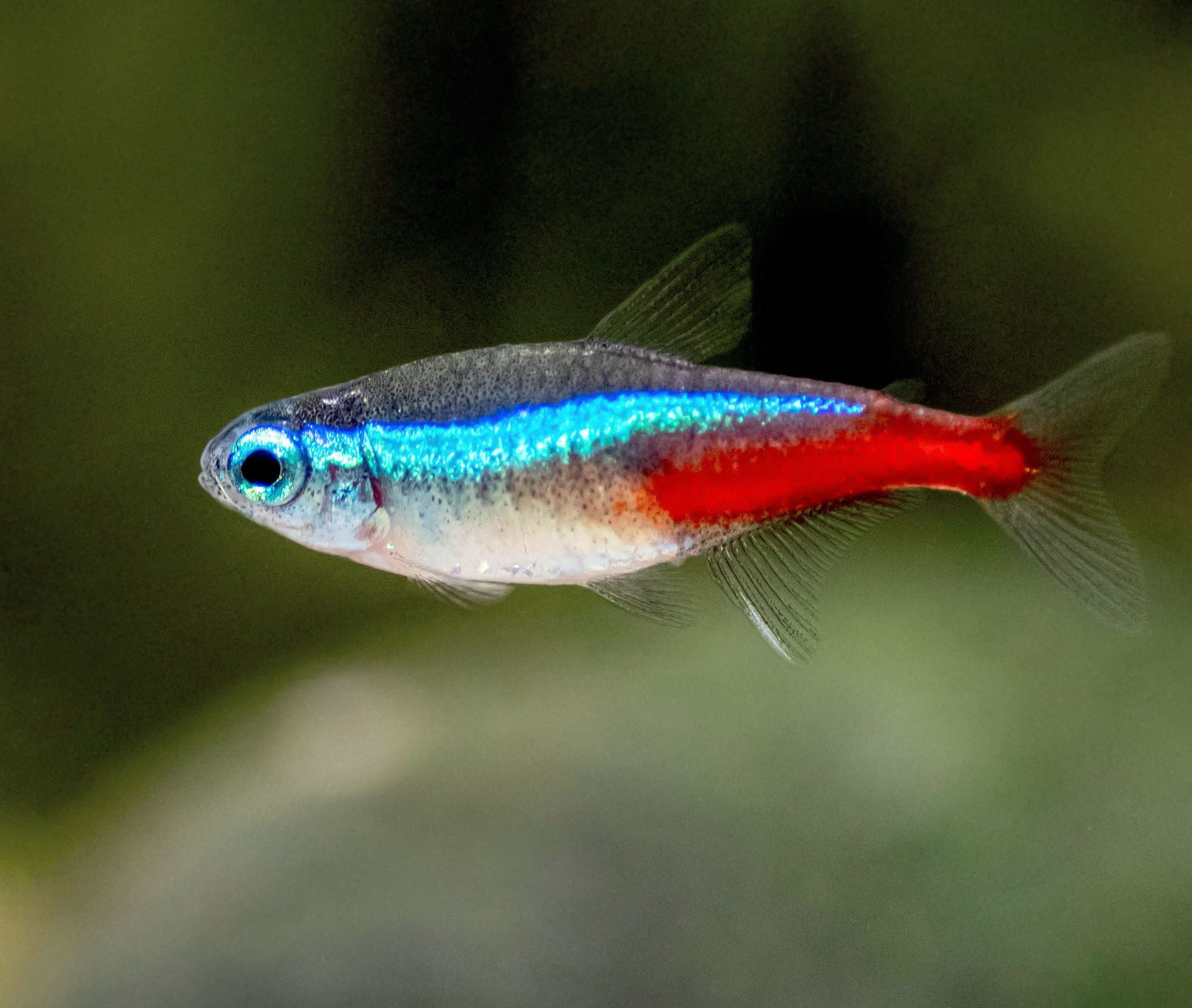 Neon Tetra