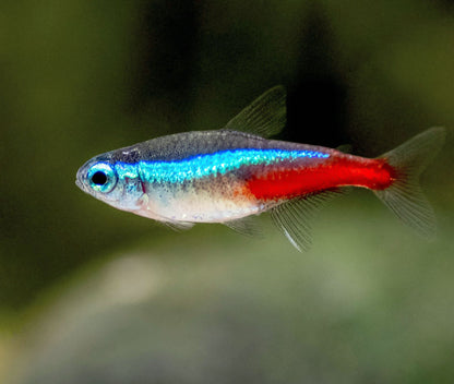 Neon Tetra 3cm