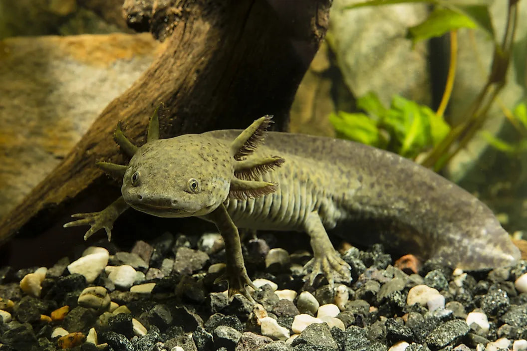 Olive Axolotl 15cm