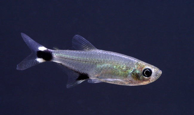 Paraguay Tetra