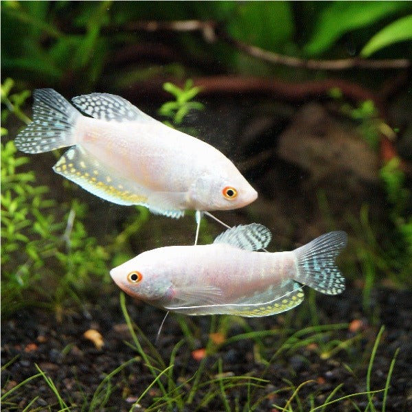 Platinum Gourami