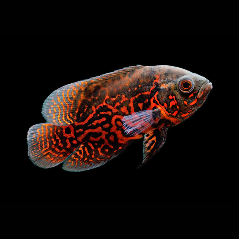 Red Tiger Oscar