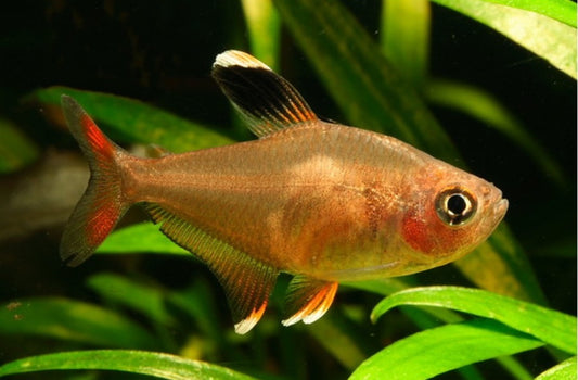 Rosy Tetra