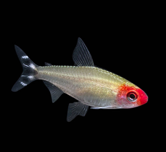 Rummy Nose Tetra