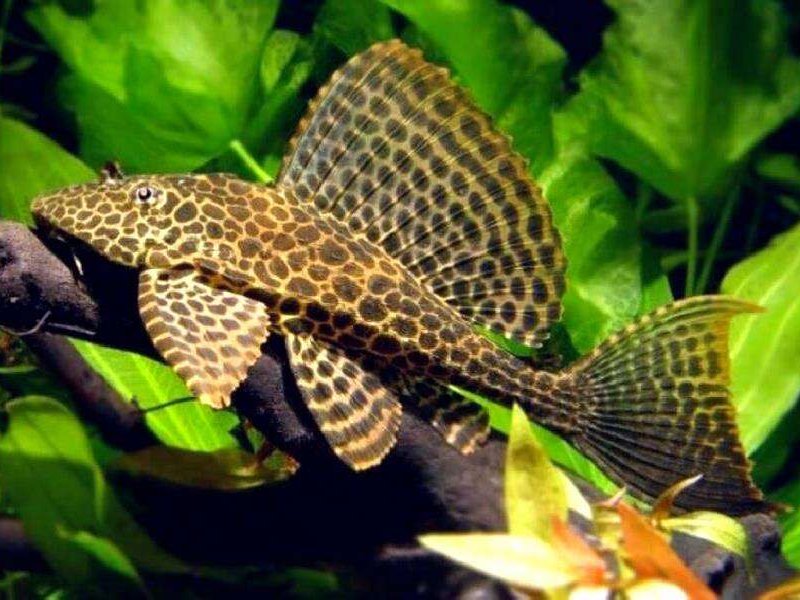 (L165/L083) Sailfin Plecostomus