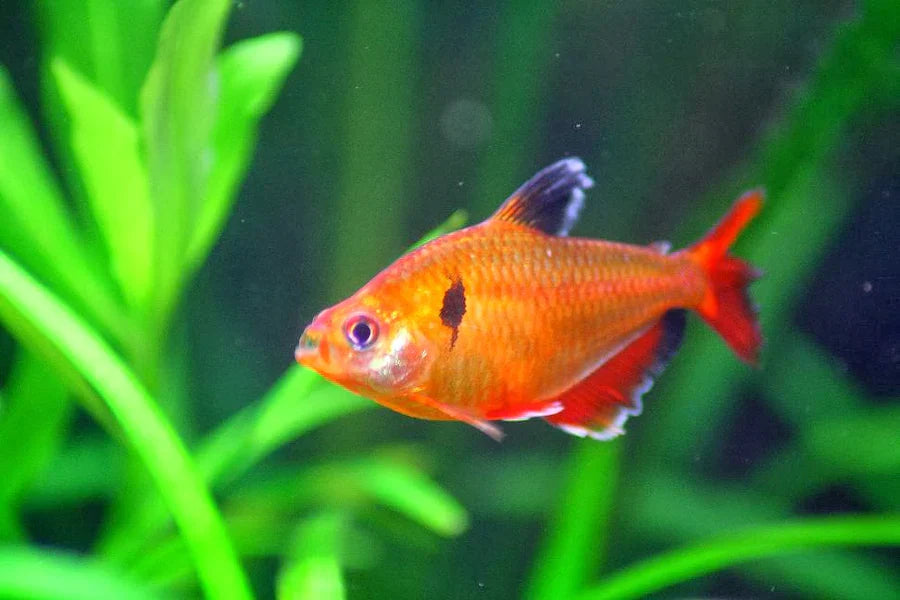 Serpae Tetra