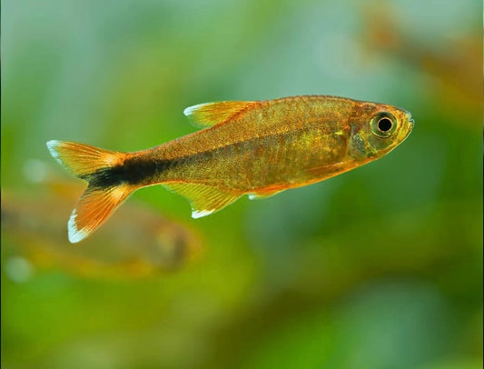 Silver Tip Tetra