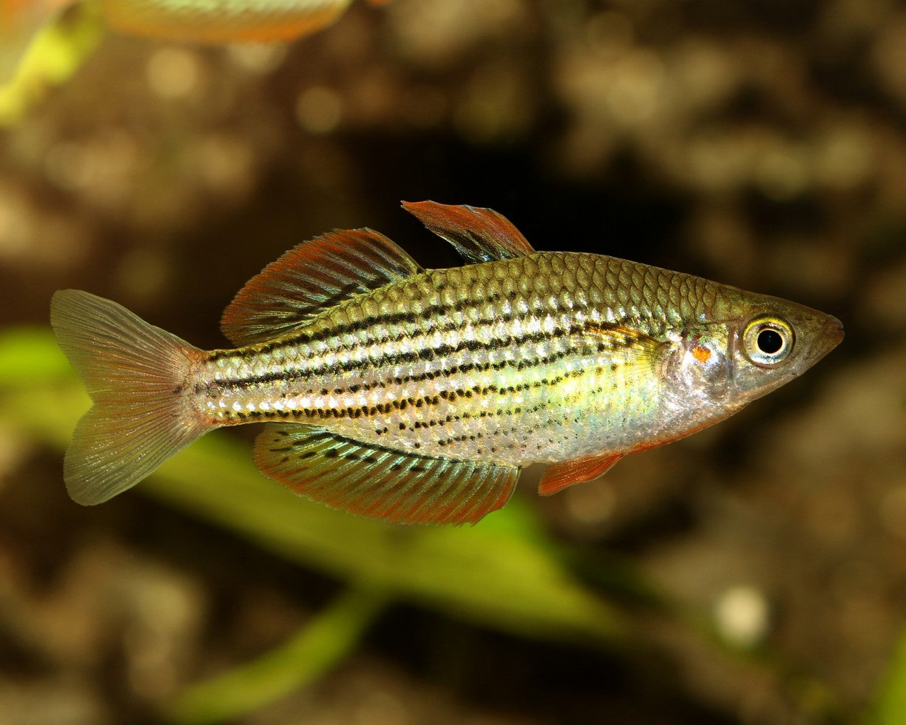 Skull Creek Rainbow