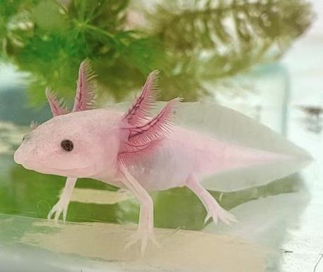 White Axolotl