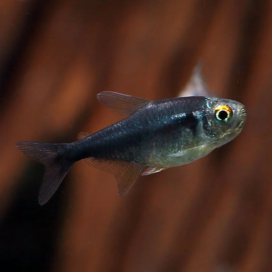 Diamond Head Black Neon Tetra