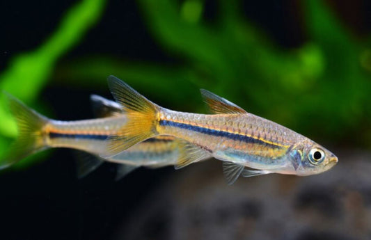 Blue Line Rasbora