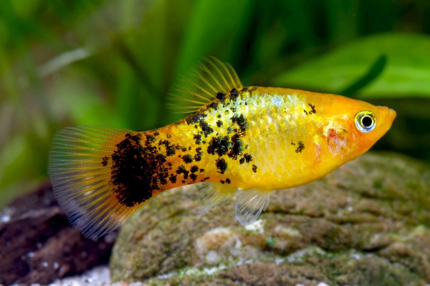 Calico Platy