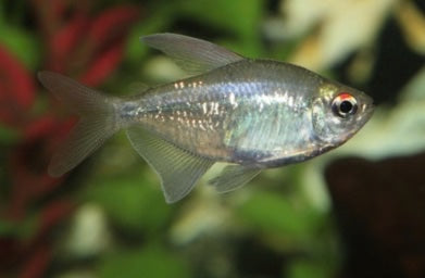 Diamond Tetra