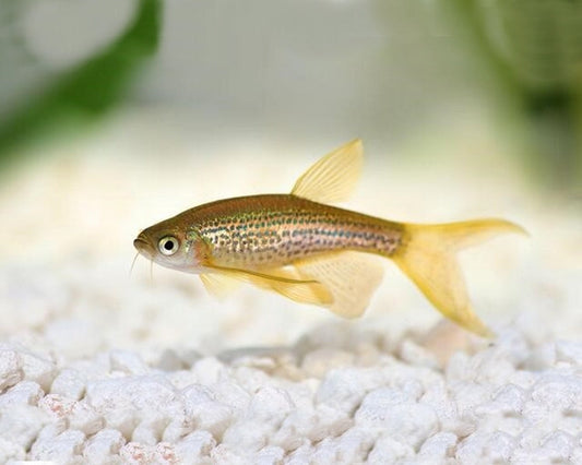 Long fin Leopard Danio